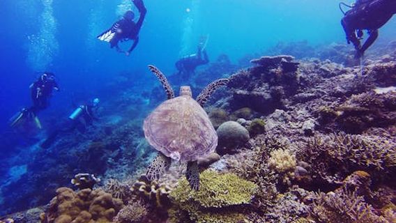 Marsa AlamExperiences