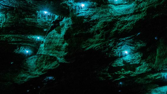 Turismo en Australia: Excursión nocturna a las luciérnagas azules de Springbrook en Gold Coast, observación de estrellas en Tamborine y Brisbane