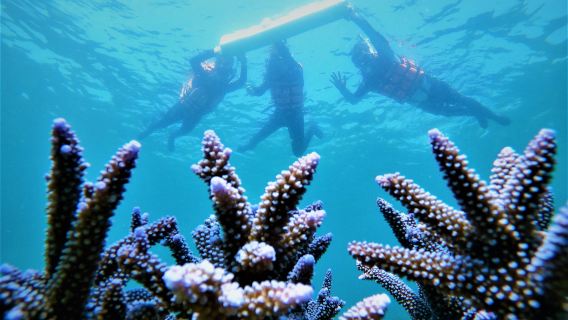 Penghu: 2-Hour Undersea Mailbox Snorkeling & SUP Experience - Love Ocean