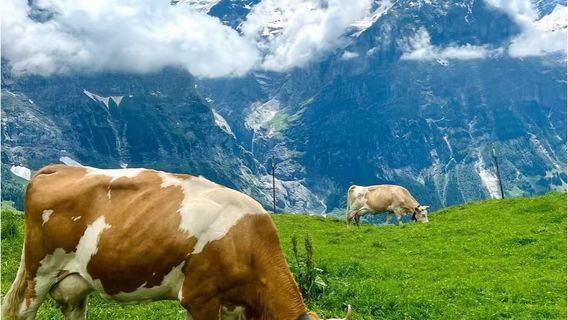GrindelwaldTours