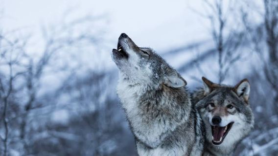 Noruega: entrada sin colas al Parque Polar