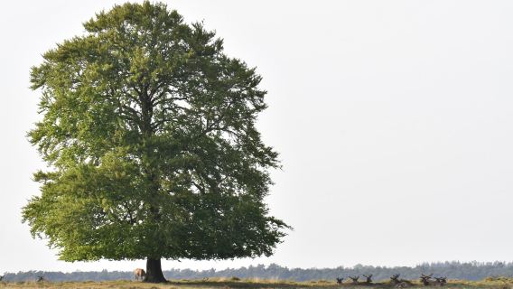 De Hoge Veluwe National Park