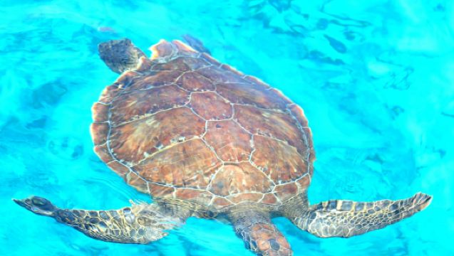 Luxury Ocean Queen half-day Cruise with Lunch in Ayia Napa