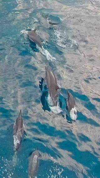 Bohol Panglao Island Hopping Tour