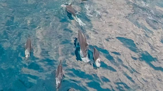 Excursión por las islas de Bohol y Panglao