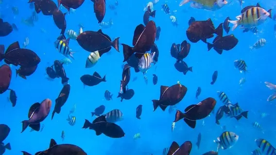 Experiencia de buceo y snorkel de 2 horas en Honolulu, EE. UU. [Tour de snorkel en velero por Waikiki 151452]