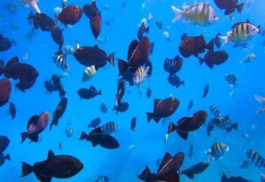 2-Hour Diving and Snorkeling Experience in Honolulu, USA [Waikiki Sailing Boat Snorkeling Tour 151452]