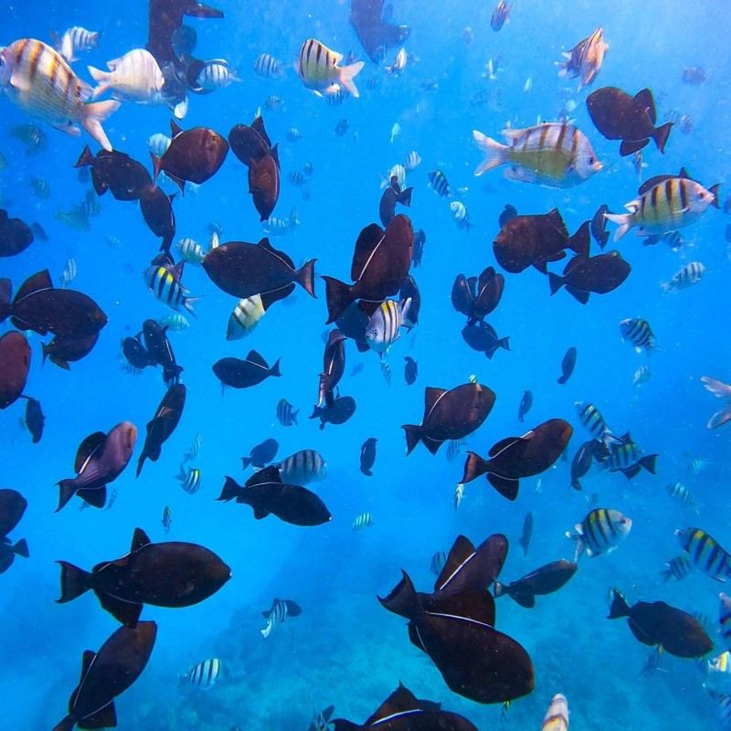 2-Hour Diving and Snorkeling Experience in Honolulu, USA [Waikiki Sailing Boat Snorkeling Tour 151452]