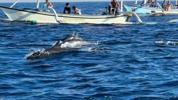 tour di un giorno con snorkeling e avvistamento delfini a Bali Lovina [trasporto privato + itinerario personalizzabile]