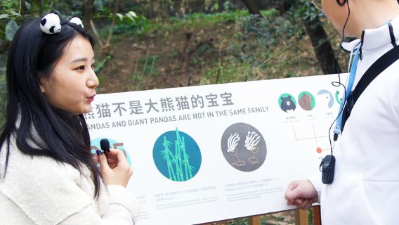 Tagesausflug zum Panda-Base in Chengdu und Naturkundemuseum [Verhaltensanalyse von Pandas + Dinosaurierfossilienkurs]