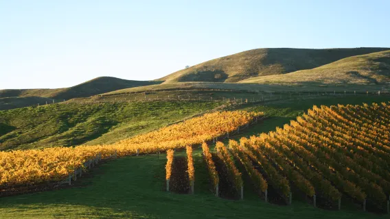Marlborough: Tour de vino y marisco de día completo con crucero