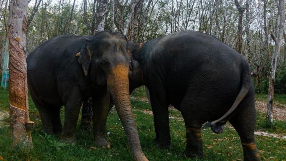 Khao Lak: 1-Hour Elephant Sanctuary Eco-Journey with Shuttle