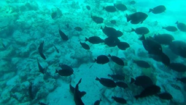 SAN ANDRÉS: CONOCE EL SEMISUMERGIBLE NAUTILUS