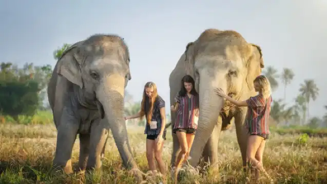 芭達雅：大象叢林保護區餵食體驗