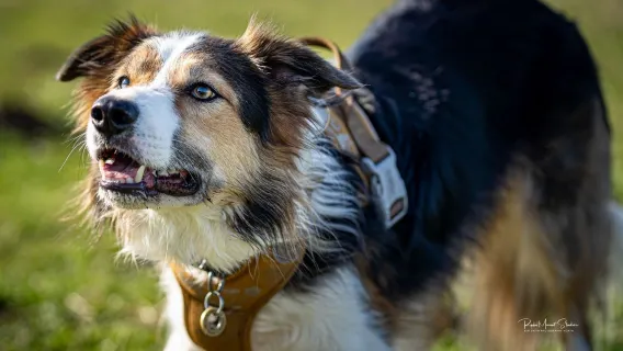 Day Care for New Dogs, with free 30 minute intake appointment