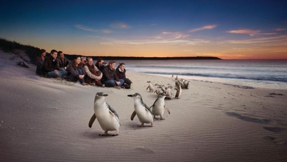 Melbourne Phillip Island + Brighton Bathing Boxes + Moonlit Sanctuary day tour [Penguin Island transfer quality group]