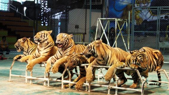 Thailand Bangkok round-trip Pattaya Tiger Park + live shooting + Max Muay Thai gym experience 1-day tour