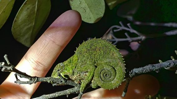 馬達加斯加＆拉努馬法納【雨林一日探秘】專屬包車一日之旅