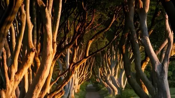 從愛爾蘭都柏林出發：巨人之路＋黑暗樹籬＋貝爾法斯特一日遊