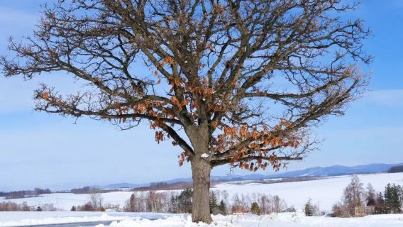 1-day tour from Sapporo to Asahikawa, Biei, and Furano (Chinese-speaking driver + customizable itinerary)