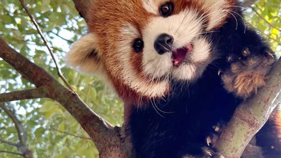 Panda Valley + Dujiangyan Blue Tears Sichuan Opera Experience · Mercedes 8-Person Group Tour with Zhongshuge + Yangtianwo 1-day Tour