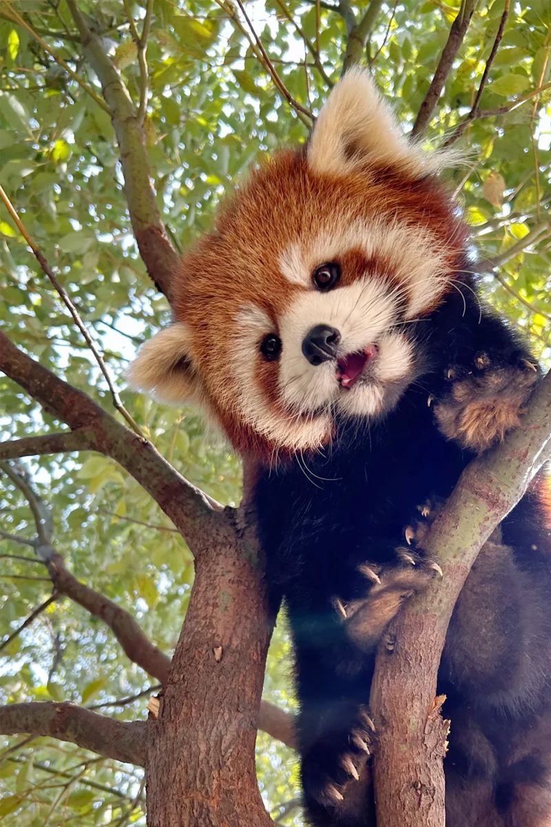 熊貓谷+都江堰藍眼淚看川劇·賓士8人團鍾書閣（融創茂廣場店）+仰天窩一日遊