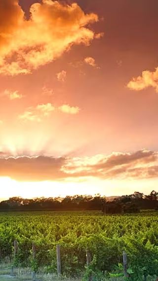 Perth Swan Valley + Providore Half-Day Tour [Afternoon Visit to 3 Wineries]