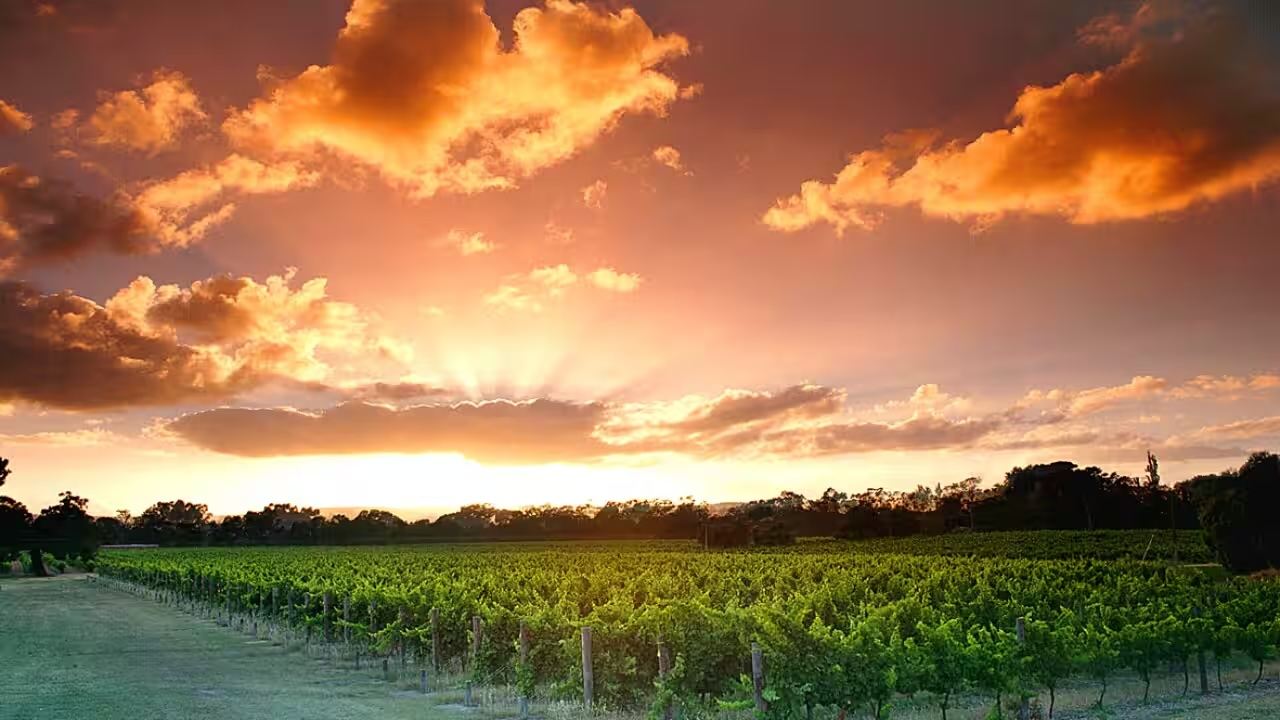 Perth Swan Valley + Providore Half-Day Tour [Afternoon Visit to 3 Wineries]