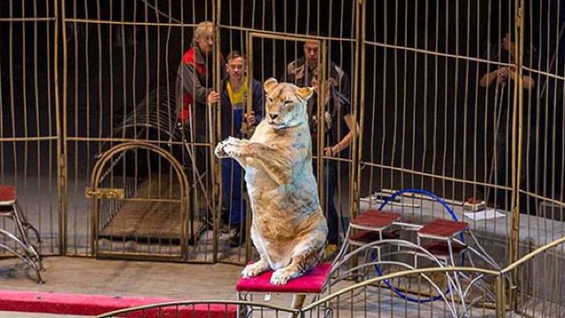 Monumento al Soldado Soviético + Museo del Submarino C-56 + Cuerno de Oro + Circo de Vladivostok