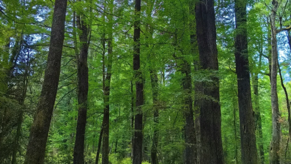 新西蘭皇后鎮出發：魔戒小鎮格林諾奇一日遊