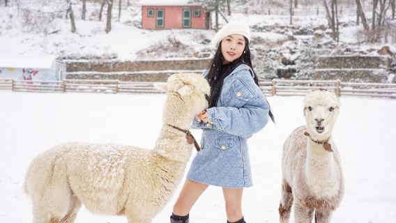 Tagesausflug von Seoul zur Insel Nami, zur Alpaka-Ranch und zum Garten der Morgenstille