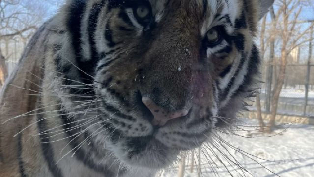 哈爾濱動物園+極地公園(不含門票)-包車親子遊【上門接送】