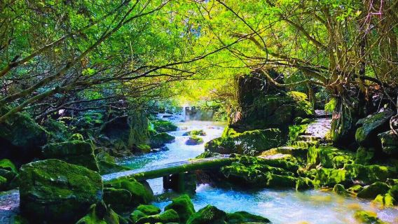 Excursión de un día a Xiaoqikong + Daqikong + el Ojo Celestial de China con servicio en chino e inglés