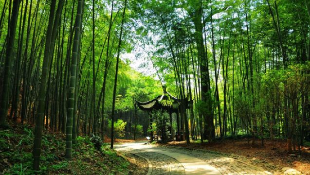 Noleggio con conducente esclusivo con guida multilingue per il Villaggio del Tè Longjing, il Sentiero di Bambù Yunqi, gli Alberi Nebbiosi di Jiuxi e i Diciotto Ruscelletti di Jiuxi a Hangzhou