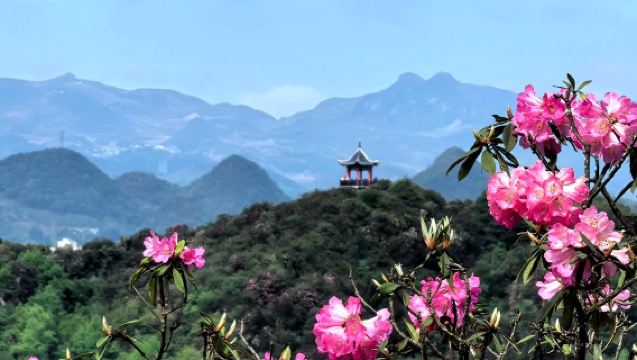 Lawatan sewa peribadi melihat bunga di Biji Baili Dujuan [Berlepas dari Guiyang, menikmati bunga musim bunga]