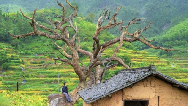 村遊·江南秘境·鬆陽古村·陳家埔村+楊家堂村+後畲村包車1日