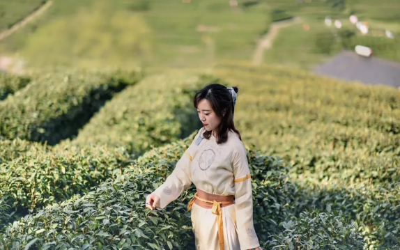 中國杭州西湖龍井茶園半日遊｜茶園徒步拍照+炒茶+品茶體驗