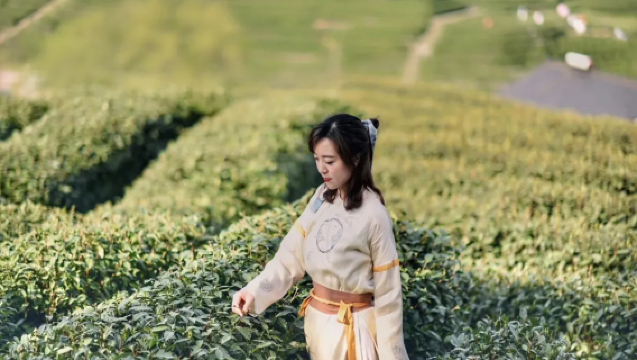 Tour giornaliero a metà giornata nella piantagione di tè Longjing del Lago Occidentale di Hangzhou, Cina | Escursione nella piantagione, foto, torrefazione del tè e degustazione