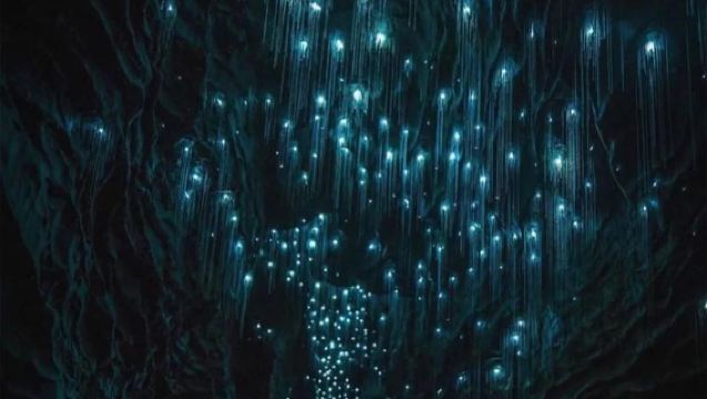 Perjalanan sewaan peribadi dalam bahasa Cina ke Blue Spring New Zealand + Gua Kunang-Kunang Waitomo + Taman Hamilton (boleh disesuaikan)