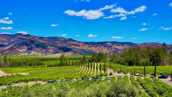 美國三藩市-納帕谷-一站式微醺之旅【中文包車自由行】