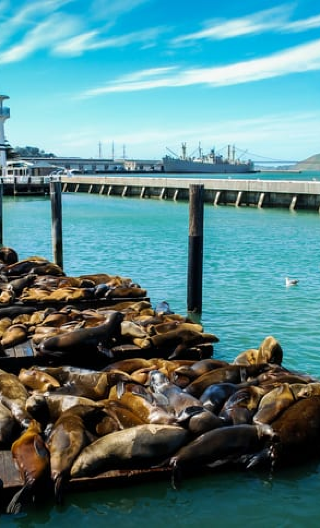San Francisco 1-day tour: Golden Gate Bridge + Lombard Street + Fisherman's Wharf + Muir Woods National Monument