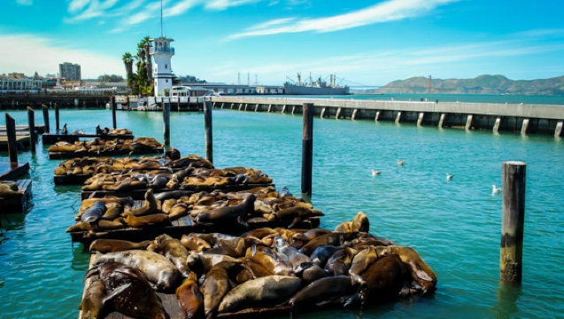 San Francisco 1-day tour: Golden Gate Bridge + Lombard Street + Fisherman's Wharf + Muir Woods National Monument