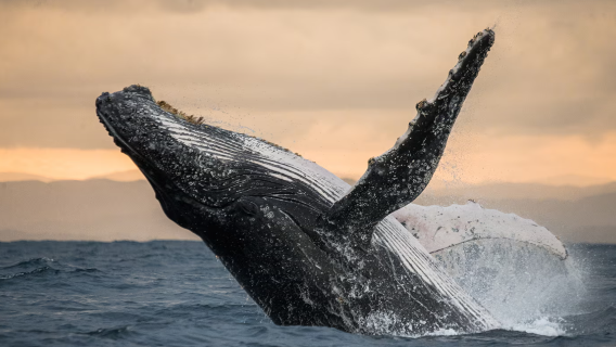 Islanda: Tour di avvistamento balene (partenza da Reykjavik) | Tour di gruppo in inglese