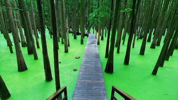 Privater Tagesausflug in Hangzhou: Westsee-Kultur & Qingshan-Wasserwald