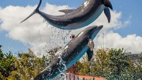 City Sightseeing Lisbon: 48-Hr Hop-on Hop-off Bus Tour + Zoo Entry Ticket