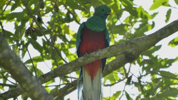 Santiago Atitlán: Quetzal & Cloud Forest Birdwatching Tour