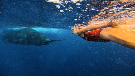 Mauritius Whales and Dolphin Expedition