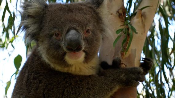 Western Australia The Pinnacles Desert + Yanchep + Swan Valley 1-day tour [departure from city]