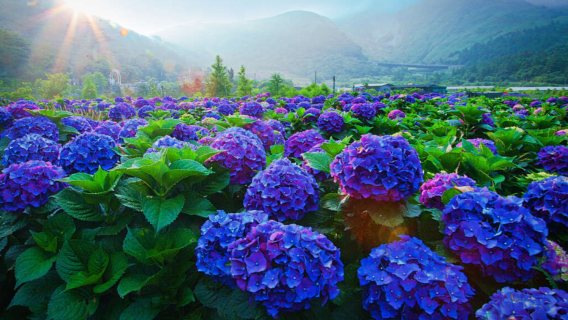 台灣觀光巴士團{觀光局主導}～陽明山一日遊[拼車.2人成行}