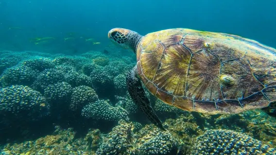 1-day snorkeling tour to Daymaniyat Islands in Oman